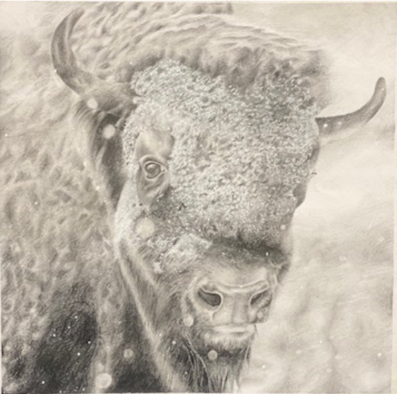 Portrait of a Buffalo